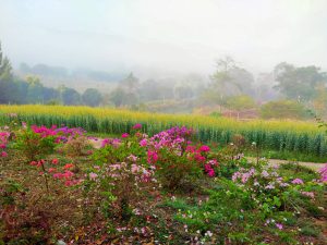บุหงาส่าหรี รีสอร์ท...ที่วังน้ำเขียว